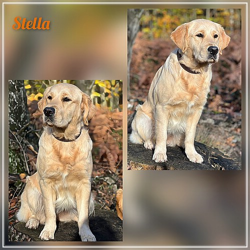 Stella