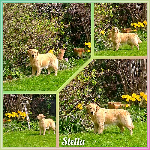 Stella