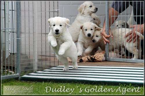 Dudley's Golden Agent