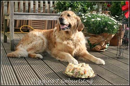 Unser Higgibaby, Higgsipuppsi feiert bei sonnigem Wetter seinen 7. Geburtstag.
Es gab eine leckere Torte mit Hühnerherzen , Nudeln und Gemüse. Lecker, schade nur das Er sie teilen musste. Aber die Mädels standen schon an um zu gratulieren ;-D