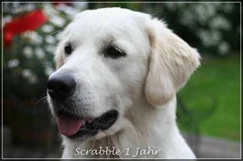 Schnapsschuss von Scrabble