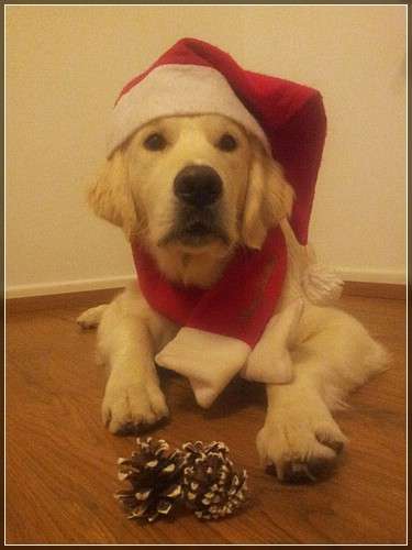 Dudley´s Golden Braveheart Dyke mit 6 Mon.