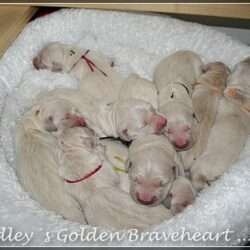 Geburtsgewicht zwischen 560 g - 410 g