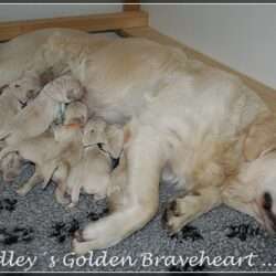 Wir sind super glücklich über 5 Hündinnen und 4 Rüden.