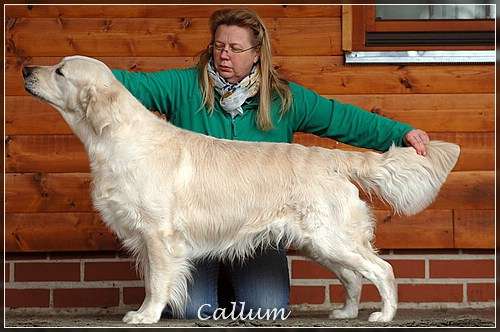 Shardanell Stargazer