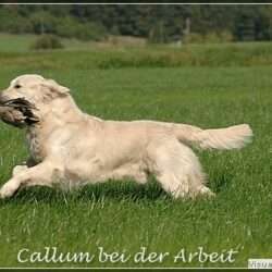 B-Wurf-Planung mit Callum (Shardanell Stargazer)