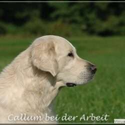 B-Wurf-Planung mit Callum (Shardanell Stargazer)