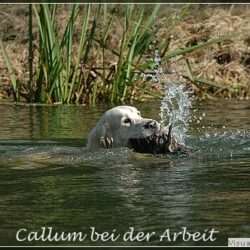 B-Wurf-Planung mit Callum (Shardanell Stargazer)