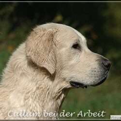 B-Wurf-Planung mit Callum (Shardanell Stargazer)