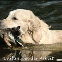 B-Wurf-Planung mit Callum (Shardanell Stargazer)