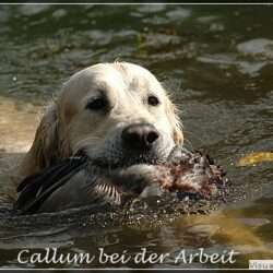 B-Wurf-Planung mit Callum (Shardanell Stargazer)