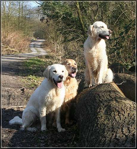 Penny, Higgins und Dyke