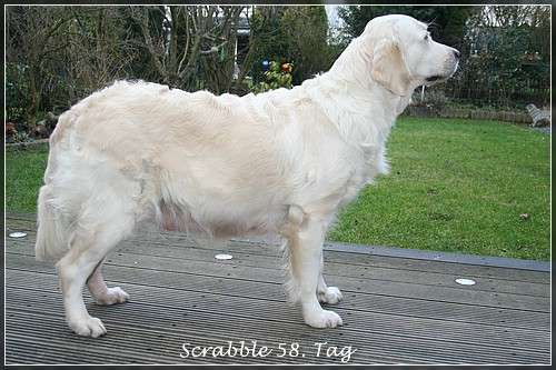 Trächtigkeits Tagebuch