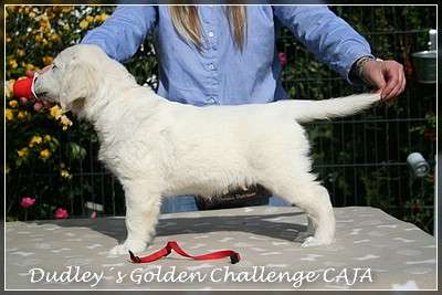Dudley´s Golden Challenge Caja