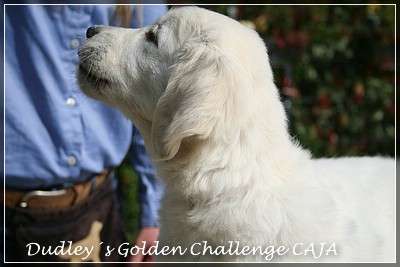 Dudley´s Golden Challenge Caja