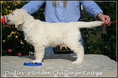 Dudley's Golden Challenge Caspar