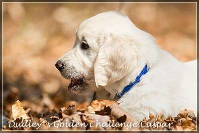 Dudley's Golden Challenge Caspar