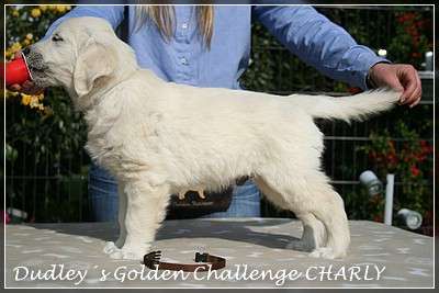 Dudley's Golden Challenge Charly