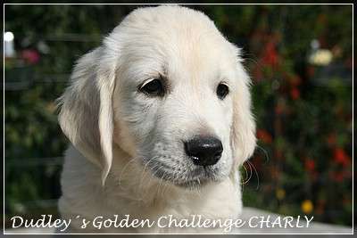 Dudley's Golden Challenge Charly