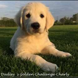 Dudley's Golden Challenge Charly