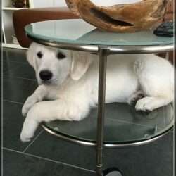 Dudley's Golden Challenge Charly