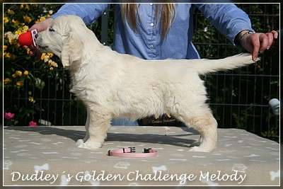 Dudley's Golden Challenge Melody