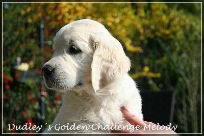Dudley's Golden Challenge Melody