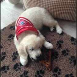 Dudley's Golden Challenge Paul