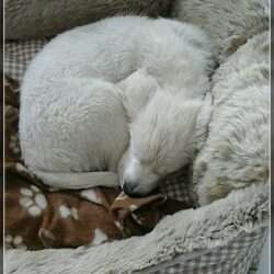 Dudley's Golden Challenge Paul