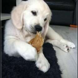 Dudley's Golden Challenge Paul