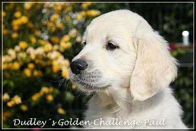 Dudley's Golden Challenge Paul