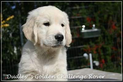 Dudley's Golden Challenge Rover