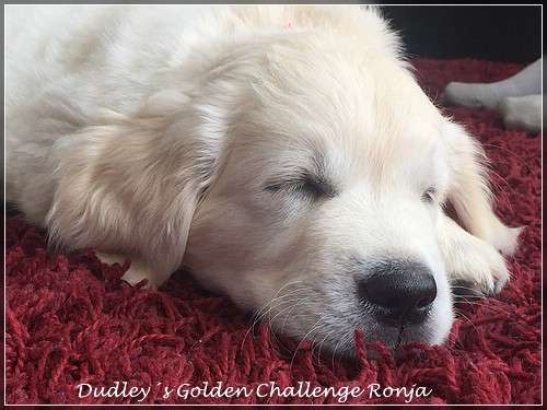 Dudley's Golden Challenge Melody