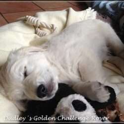 Dudley's Golden Challenge Rover