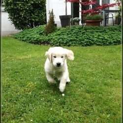 Dudley's Golden Challenge Rover