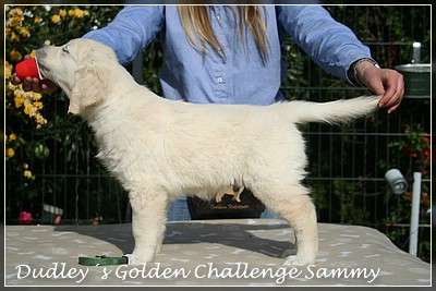Dudley's Golden Challenge Sammy