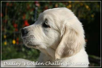 Dudley's Golden Challenge Sammy