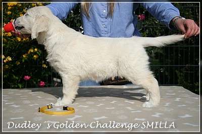 Dudley's Golden Challenge Smilla