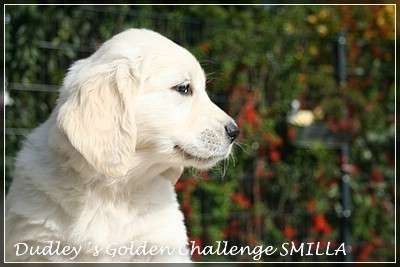 Dudley's Golden Challenge Smilla