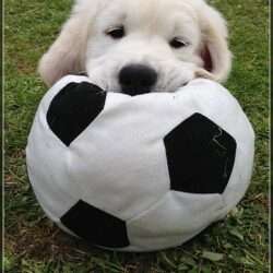 Dudley's Golden Challenge Sammy