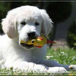 Dudley's Golden Challenge Sammy