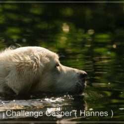 Dudley's Golden Challenge Caspar