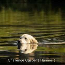 Dudley's Golden Challenge Caspar