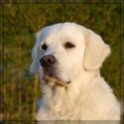 Dudley's Golden Challenge Charly