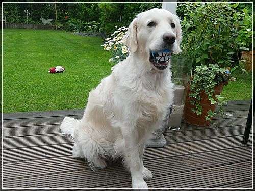 Scrabble hat ihr Geschenk schon ausgepackt. Später gibt es Torte.