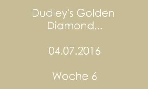 sechste Woche der Diamond´s