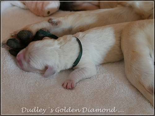Dudley's Golden D-Wurf geboren am 25.05.2016