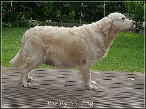 Heute ist der 17.05. wir haben noch ca. eine Woche bis der Wurf kommt.
Pennys Umfang ist schon beachtlich, heute habe ich auch die ersten Bewegungen im Bauch gefühlt.