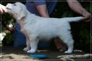 Dudley's Golden Diamond Light Blue