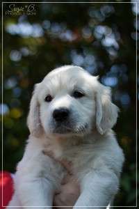 Dudley's Golden Diamond Light Blue